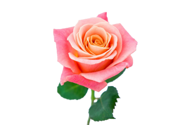 Роза Мисс Пигги